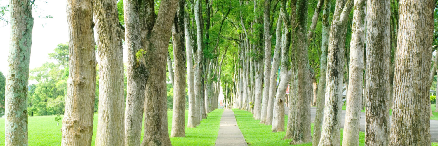 shutterstock_59706901 tree lined path