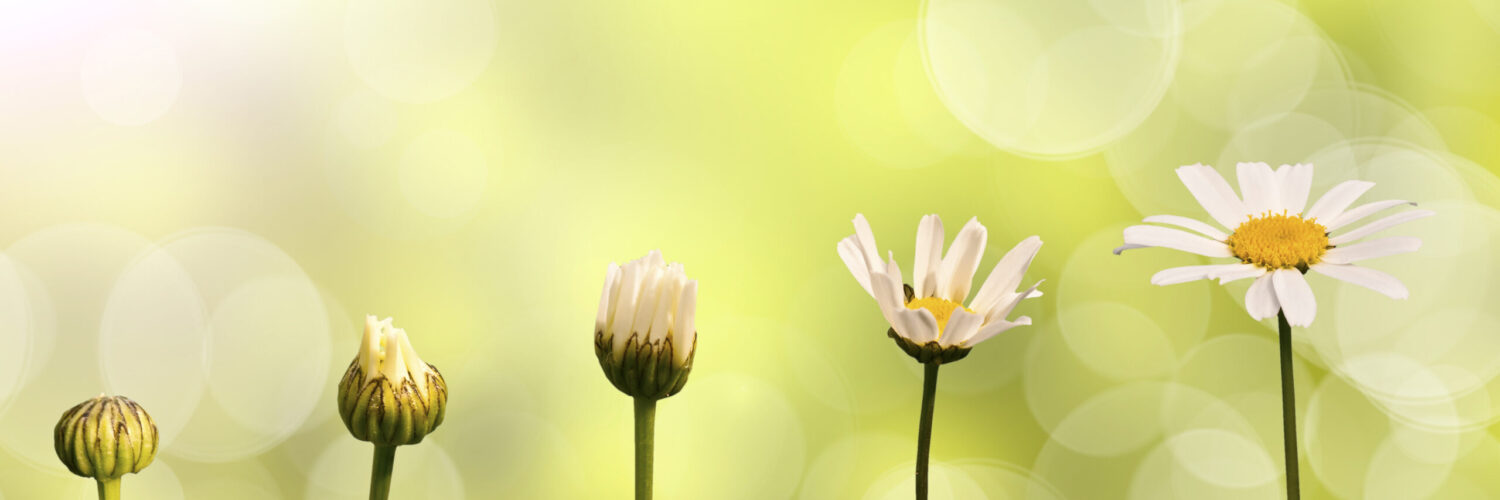 Daisies,On,Green,Nature,Background,,Stages,Of,Growth